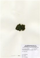 藏品(指枝藻)的圖片